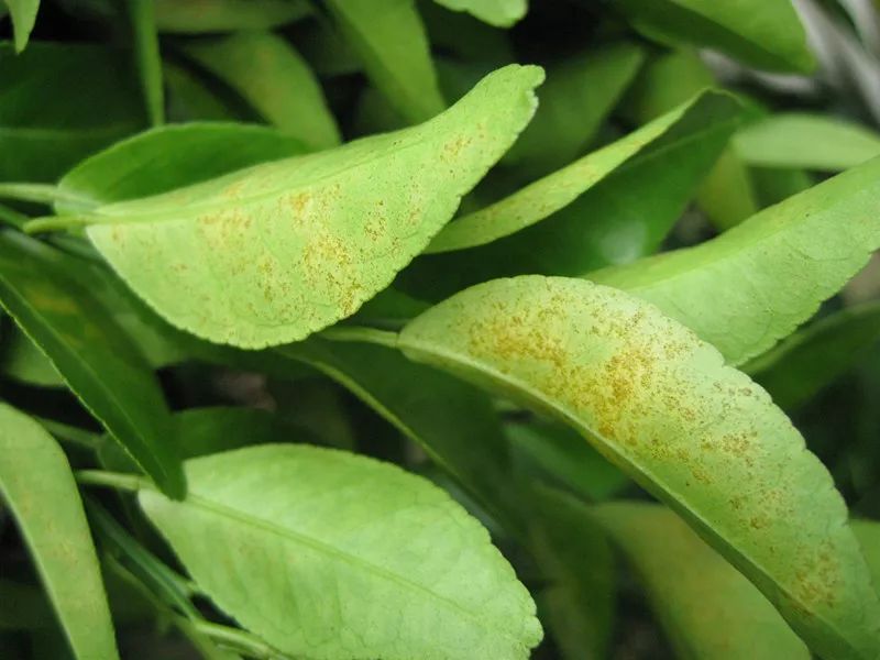 葉面積指數儀可準確測量葉片的葉面積 葉面積指數儀可準確測量葉片的葉面積
