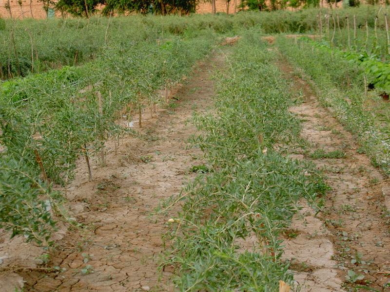 土壤墑情監(jiān)測(cè)儀實(shí)現(xiàn)科學(xué)助農(nóng)