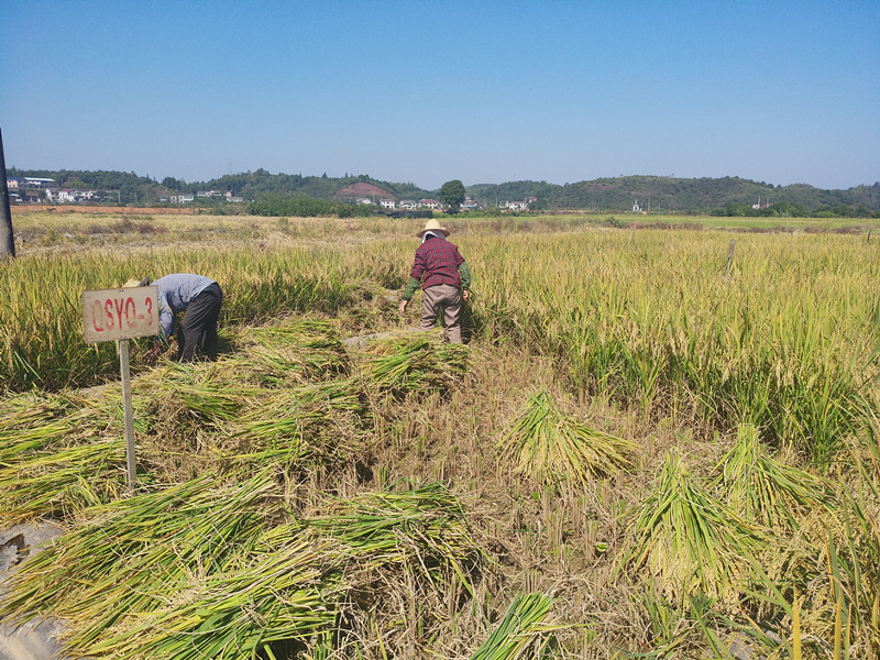 云唐土壤重金屬分析儀提升檢測效率 云唐土壤重金屬分析儀提升檢測效率