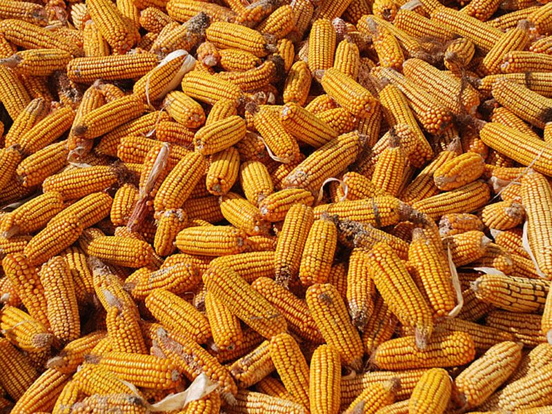 嘔吐毒素快速檢測方法