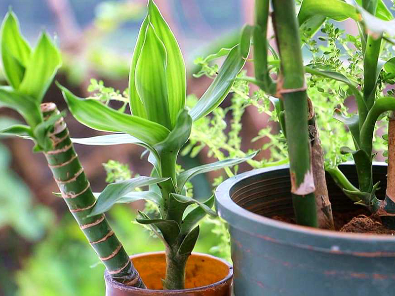土壤氮、磷、鉀檢測器