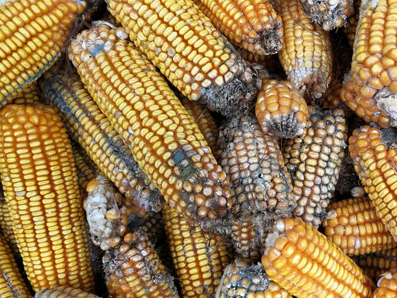 云唐真菌毒素檢測設備，嘔吐毒素檢測儀