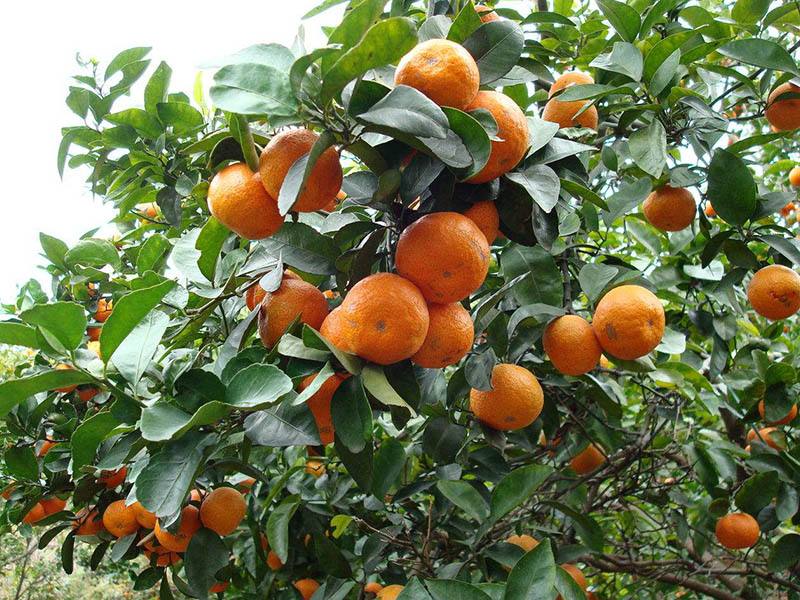 砂糖橘的種植，光照很重要