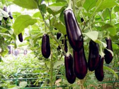 種植茄子肥料的選擇很重要！