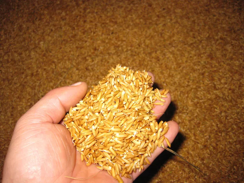 糧食中的真菌毒素怎么檢測 糧食中的真菌毒素怎么檢測